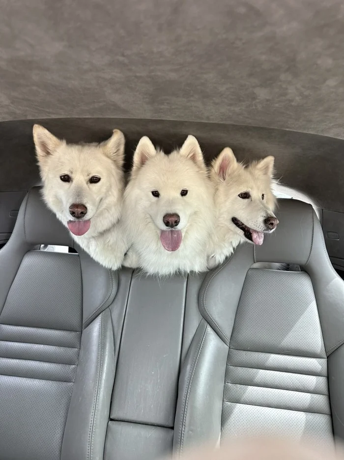 What a cute Cerberus - Samoyed, Dog, Salon, Auto, Troika, Cerberus, The photo