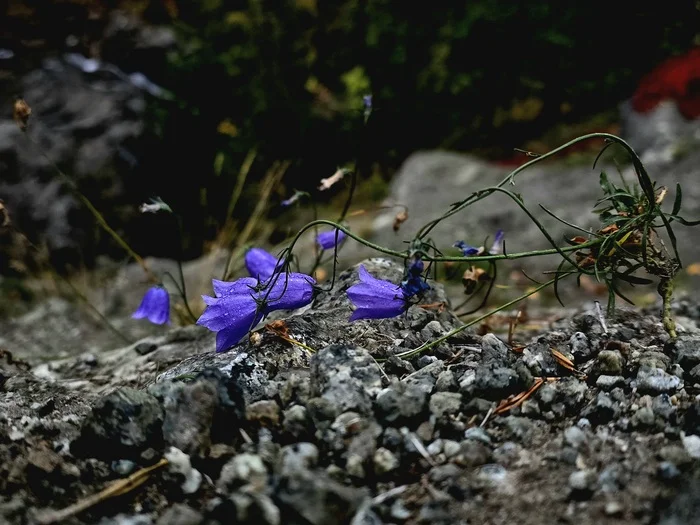 Photo hunting in Khibiny, part 2 - My, Mobile photography, The photo, Flowers, Plants, Mushrooms, Khibiny, Macro photography, Longpost