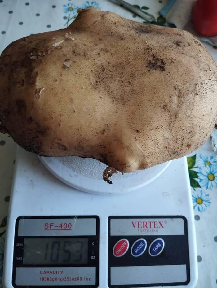 How do you like this, Father Lukashenko? - Potato, Kurgan region, Rural life, Сельское хозяйство, Vegetables