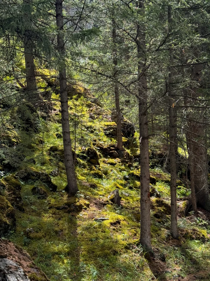 Forest Peace - My, Tourism, Altai Republic, Forest, Nature, Tent, The photo, Longpost