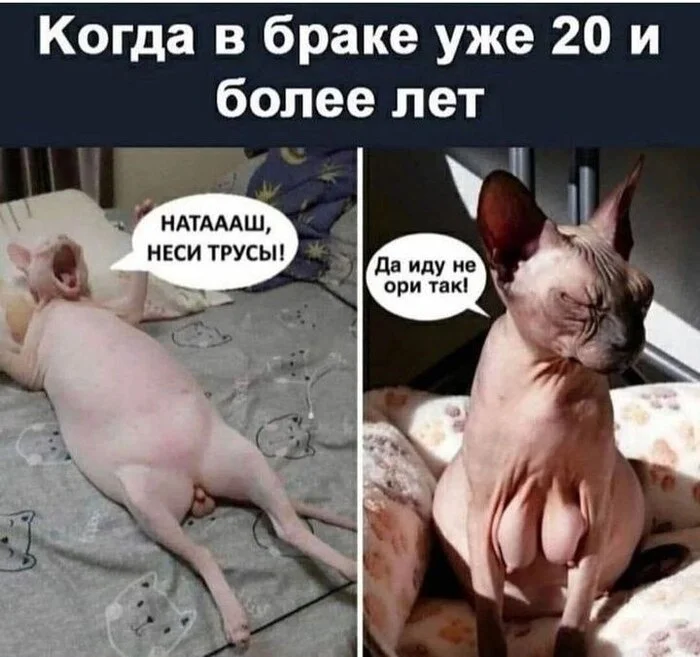 Ответ на пост «Внимание!!!! Внимание!!!! Внимание!!! 18+!!!!» - Кот, Юмор, Повтор, Картинка с текстом, Толстые котики, Сфинкс, Ответ на пост