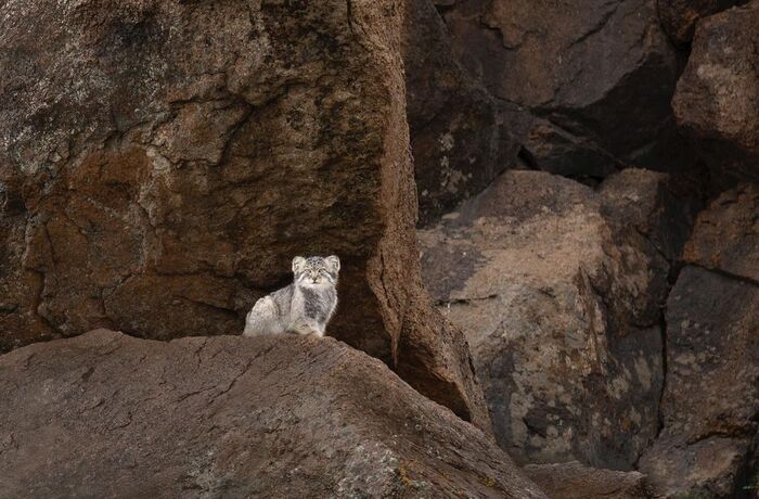 One? - Wild animals, Predatory animals, Pallas' cat, Cat family, Small cats, Young, wildlife, Mongolia