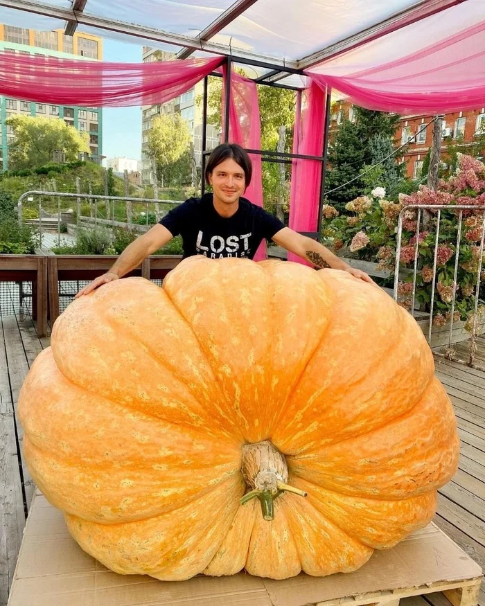 Growing Giant Vegetables 2024. Part 10 - My, Garden, Vegetables, Gardening, Big size, Garden, Plants, Video, Video VK, Vertical video, Longpost, Giant pumpkin, Pumpkin, The photo, Giants