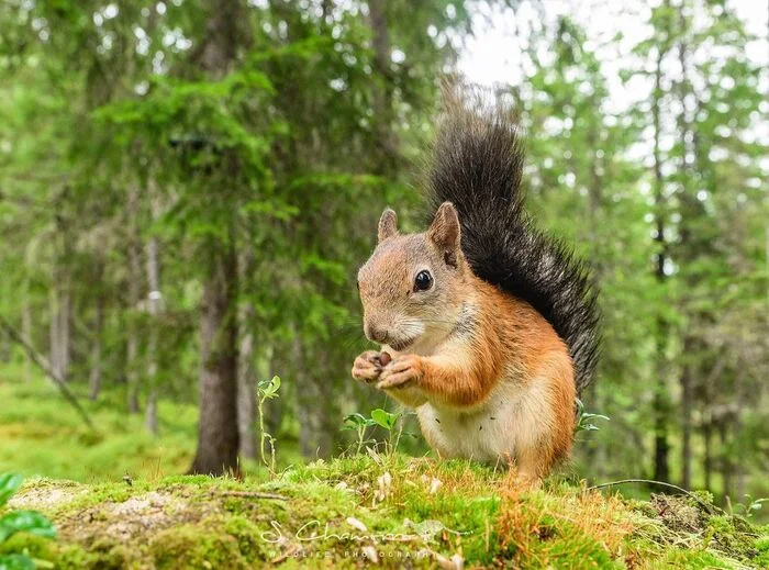 Белочка - Белка, Грызуны, Дикие животные, Дикая природа, Финляндия, Фотография