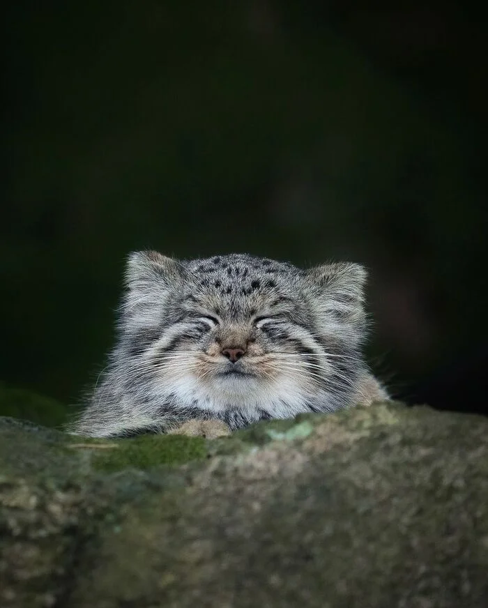 Yawns - Wild animals, Predatory animals, Pallas' cat, Cat family, Small cats, Young, The photo, Longpost