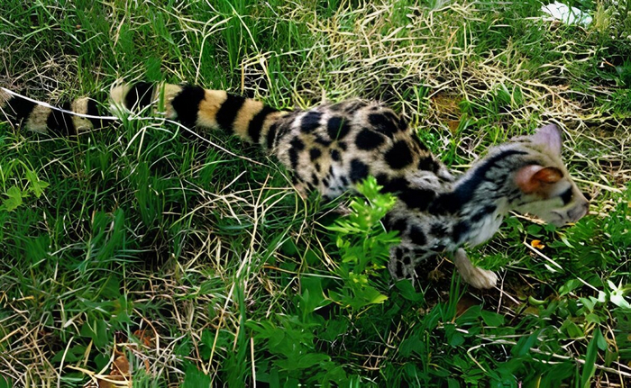 На этом фото азиатский линзанг. На следующих — виды животных, которые до недавнего времени считались ему родственными. После просмотра сложно обвинять учёных в некомпетености!