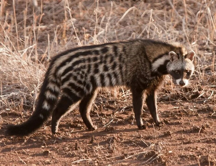 Это циветта.