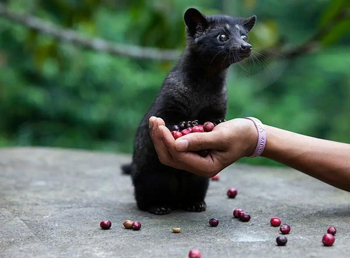 А это мусанг.