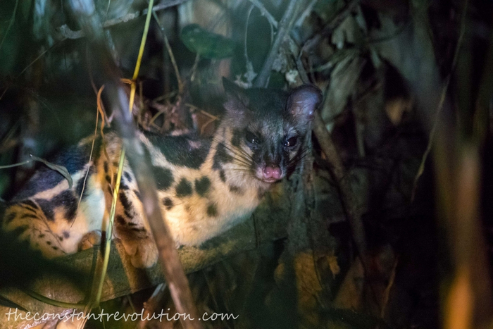 Они не стали котиками, но смотрят на окружающих с таким же презрением. Вот что значит генетика!