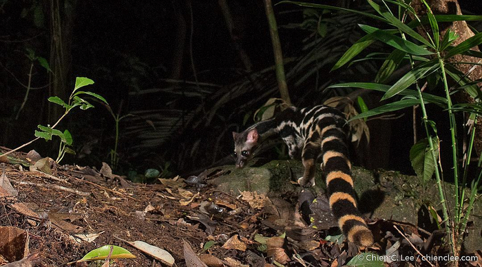 Период размножения линзангов неизвестен. Скорее всего, эти животные способны размножаться круглый год. Острых погодных перепадов в азиатских джунглях не бывает.