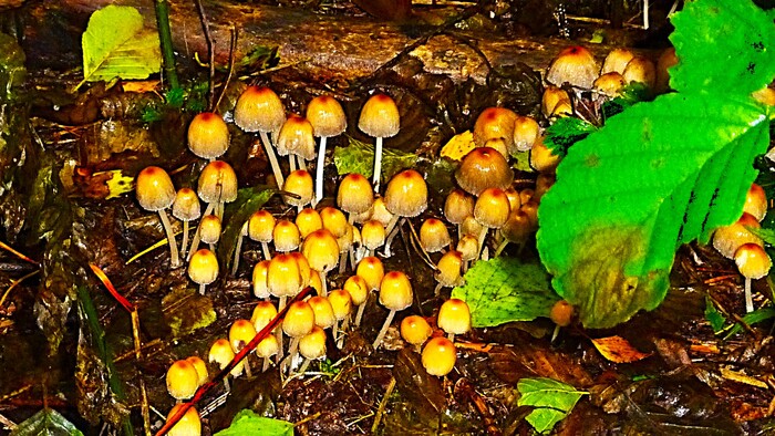 Вот и все грибы