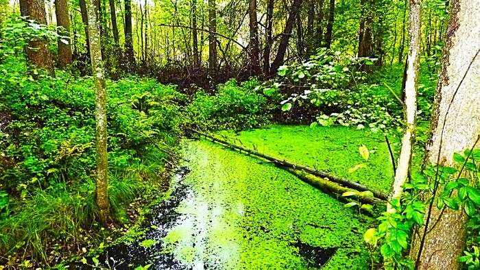 Лесной водоем