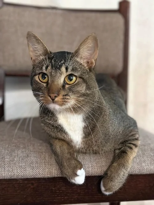 Gorgeous young Abyssinian Keks with an independent but balanced character is looking for a home - My, In good hands, Homeless animals, Overexposure, cat, Abyssinian cat, Moscow, No rating, Longpost