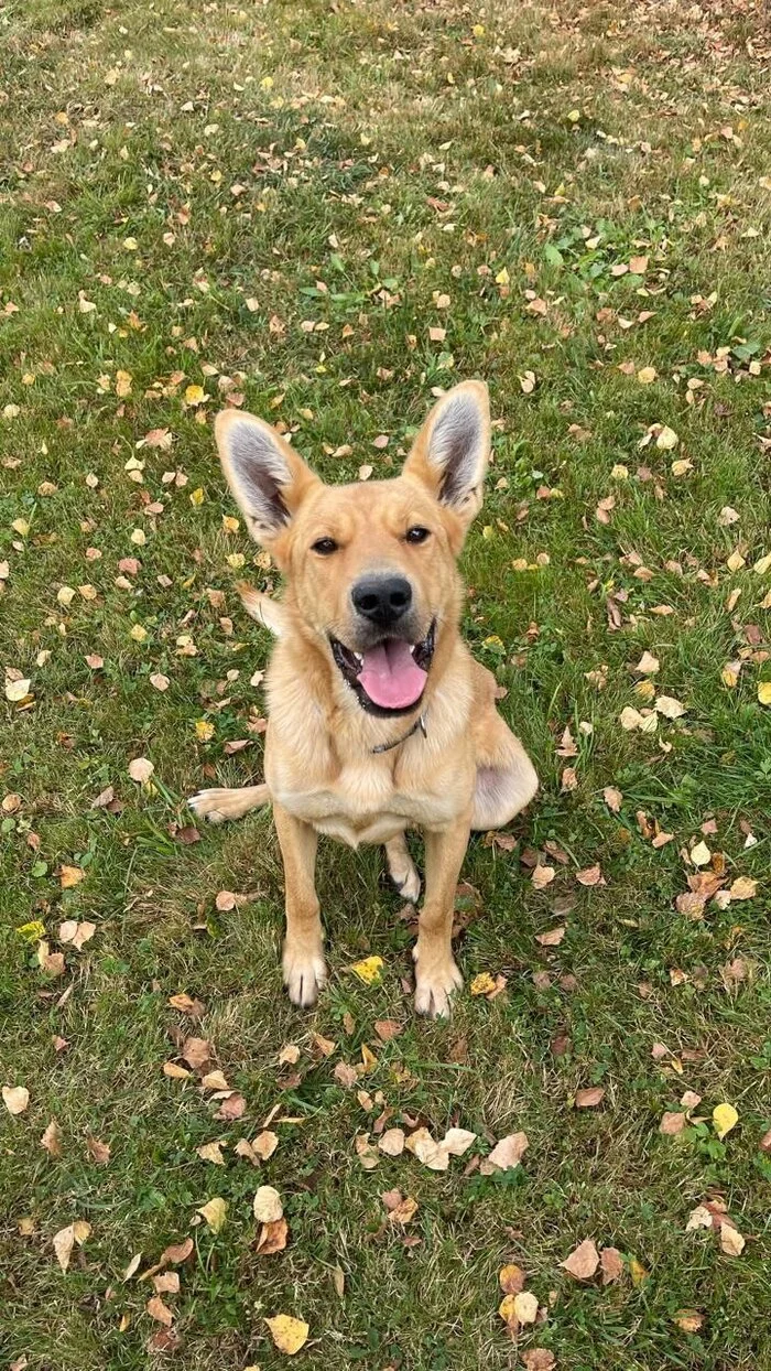Zlata is a dog with a kind heart and a devoted look. - In good hands, Helping animals, Longpost