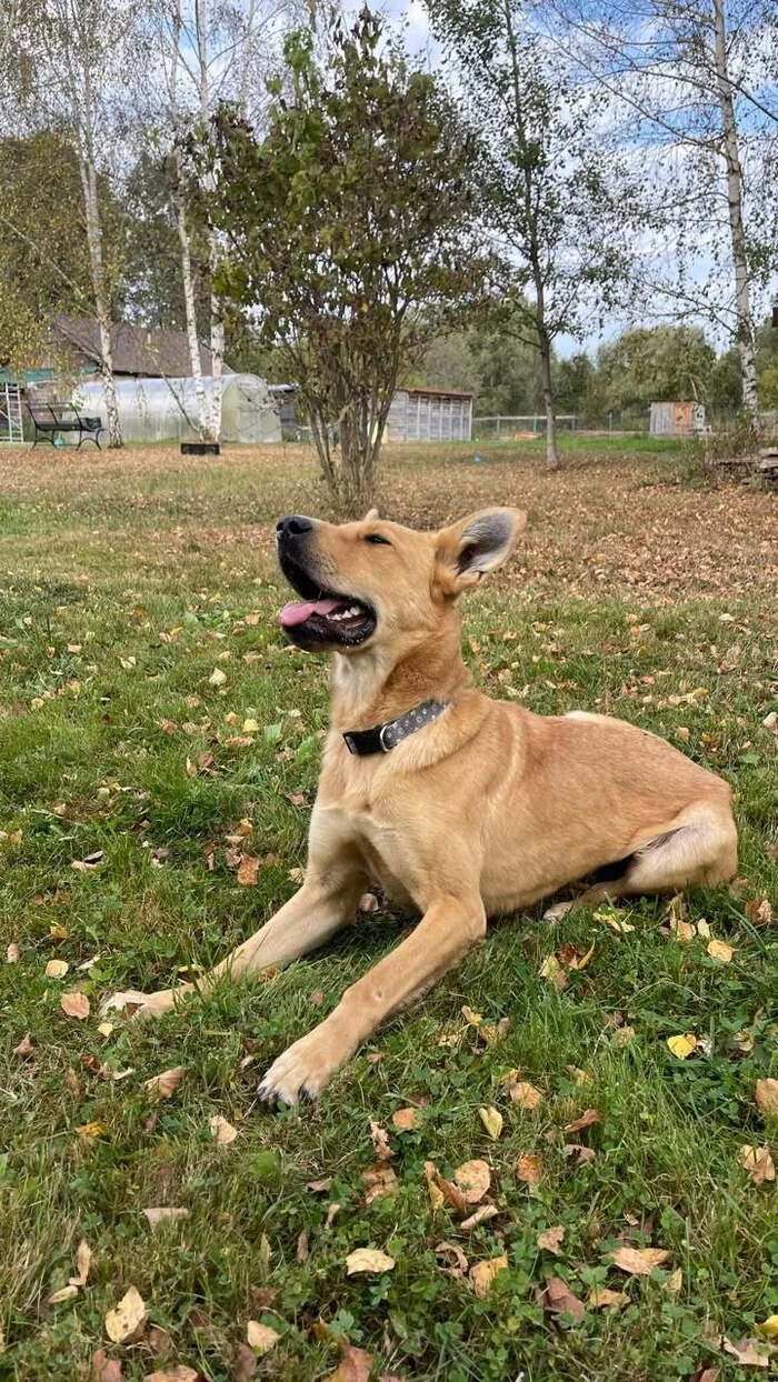 Zlata is a dog with a kind heart and a devoted look. - In good hands, Helping animals, Longpost