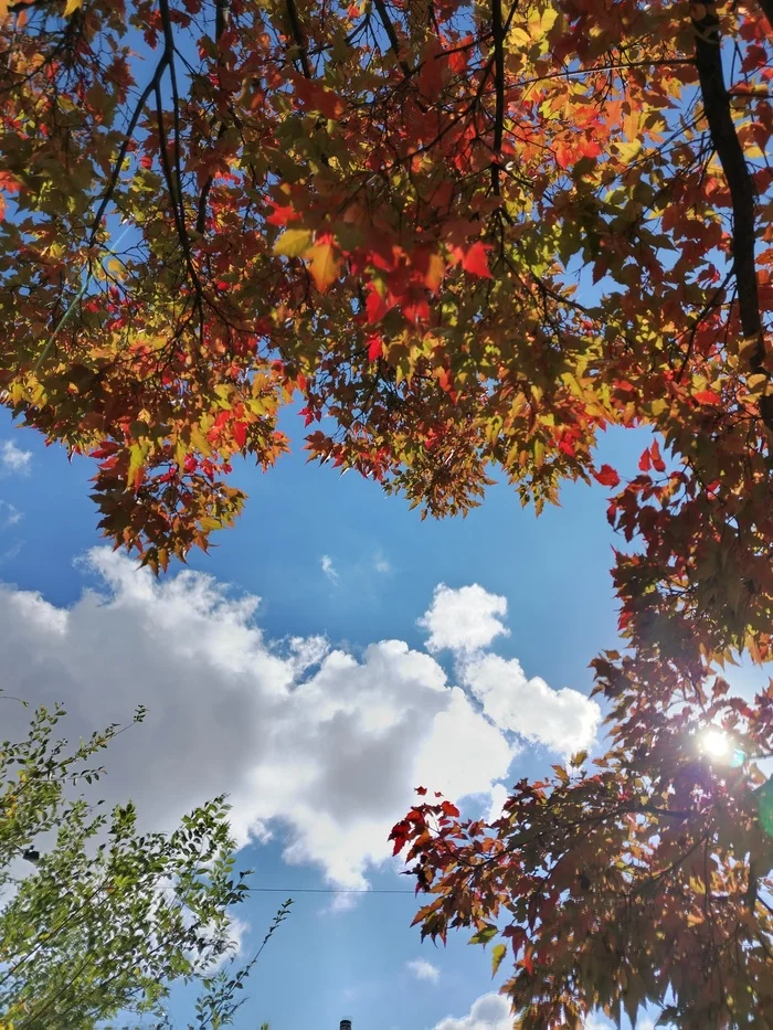 Beauty of autumn - My, Autumn, Sky, Longpost, Tree, The photo