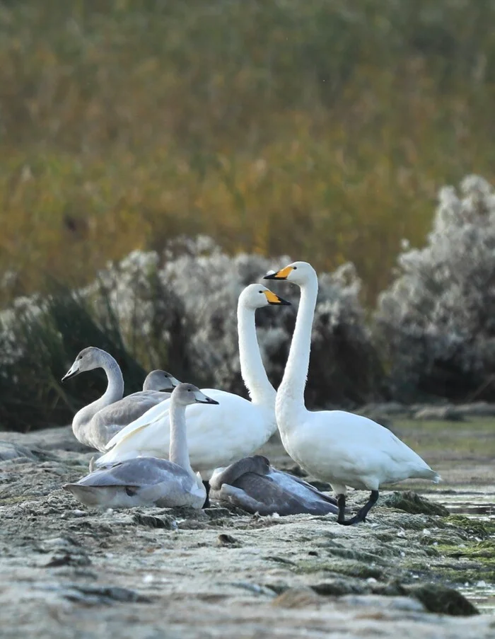 The swans are flying away - My, Nature, The photo, Bird watching, Canon