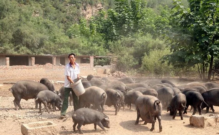 How Chinese Farmers Make Money on Social Media - My, Entrepreneurship, Business, Small business, Сельское хозяйство, China, Farmer, Trade, Market, Sale