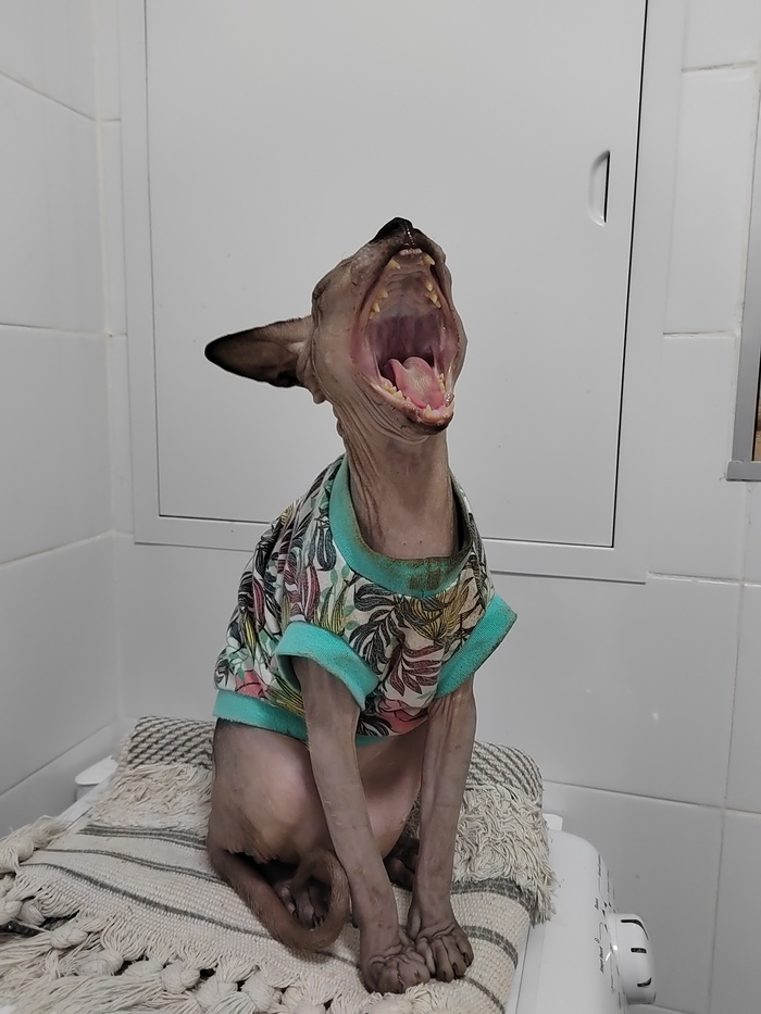 ���� ��������