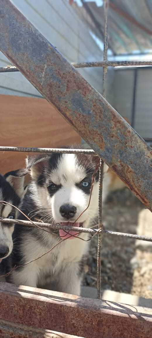 Husky in the apartment - total destruction! Myth or reality? My experience - My, Siberian Husky, Pets, Longpost