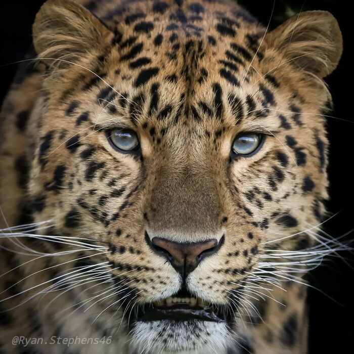 19 сентября отмечается День дальневосточного леопарда