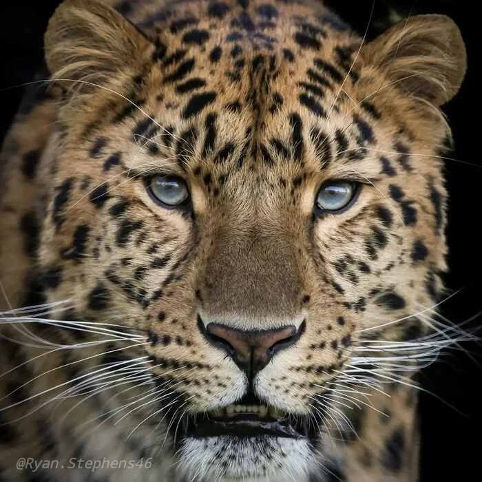 September 19 is Far Eastern Leopard Day - Far Eastern leopard, Leopard, Big cats, Cat family, Predatory animals, Wild animals, Zoo, The photo