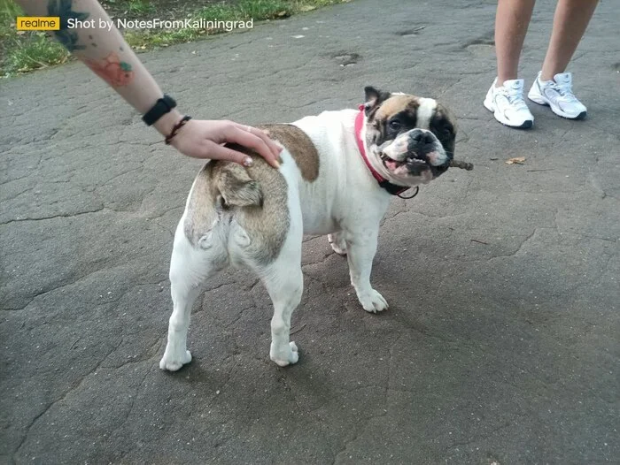 Doggy - My, French Bulldog, City walk, Street photography, The photo, Kaliningrad, Kaliningrad region, Dog, Animals