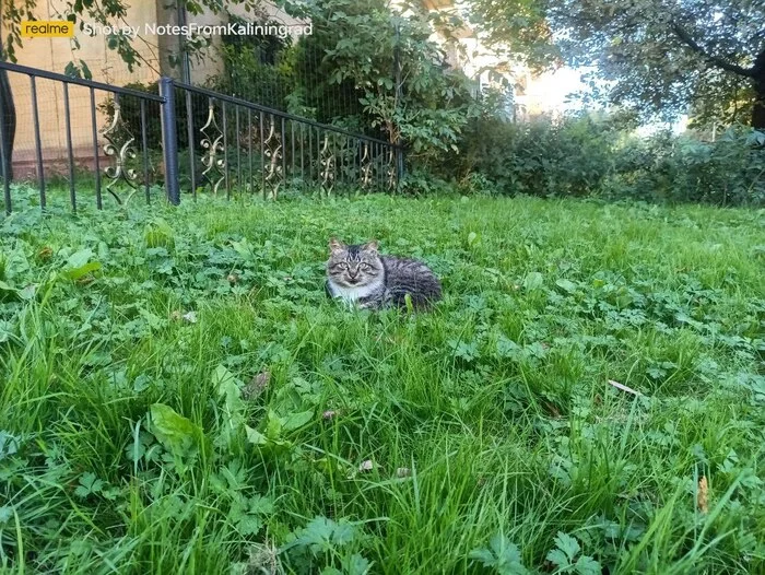 City beauties - My, cat, Kaliningrad, City walk, Fluffy, Pet the cat, Kaliningrad region, Street photography, The photo