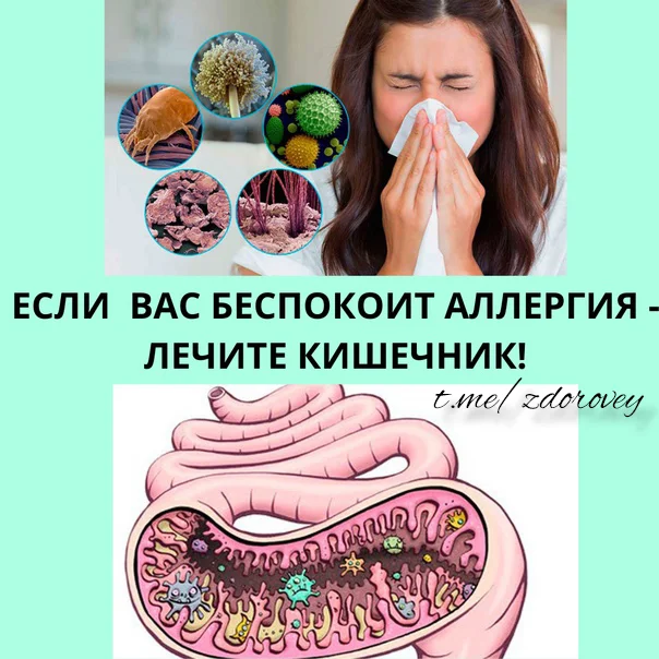 Как аллергия связана с нашим кишечником? - Здоровье, ЗОЖ, Правильное питание, Питание, Биология, Диета, Спортивные советы, Лекарства, Рак и онкология, Салат, Telegram (ссылка)