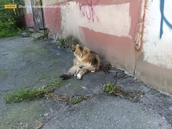 City beauties - My, cat, Kaliningrad, City walk, Fluffy, Pet the cat, Kaliningrad region, Street photography, The photo