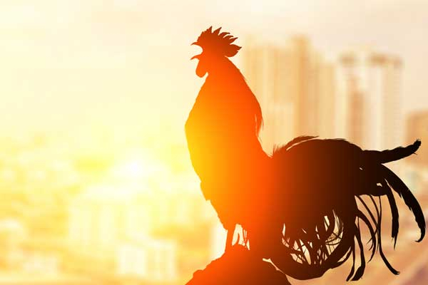 Why do roosters crow and how do they determine the time when they need to sing? - Rooster, Cock-a-doodle-doo, Song, Alarm, Birds, Bigpiccha, Longpost