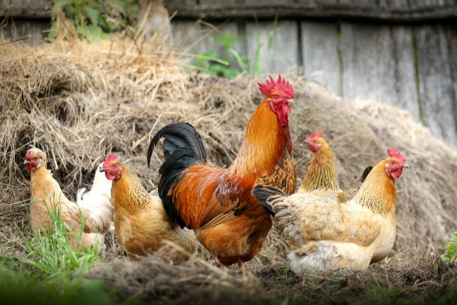 Why do roosters crow and how do they determine the time when they need to sing? - Rooster, Cock-a-doodle-doo, Song, Alarm, Birds, Bigpiccha, Longpost