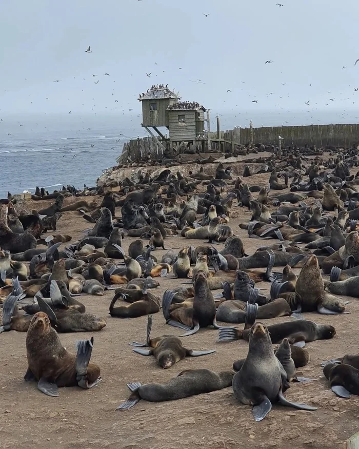 Tyuleniy Island, Sea of ??Okhotsk - Seal, Animals, Nature, The photo