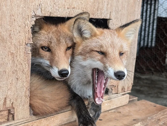 Two from the chest, identical to the FOX... - The photo, Fox, Animals