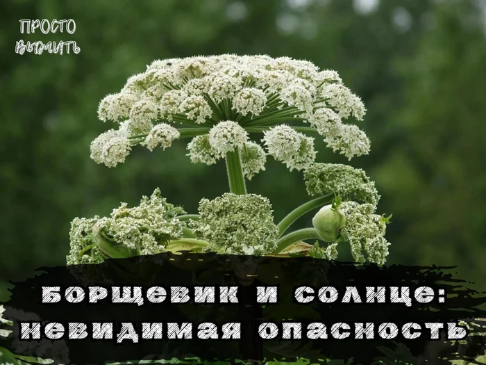 Борщевик и солнце: скрытая угроза химических ожогов - Моё, Здоровье, Выживание, Лес, Природа, Обучение, Поход, Путешествия, Статья, Опасность, Борщевик, Химическая опасность, Солнце, Химический ожог, Ультрафиолет, Травма, Растения, Кожа, Воспаление, Объяснение, Солнечные лучи