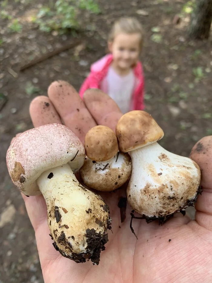 WHO ARE THESE? - My, Mushrooms, Forest, Grass, Autumn, Lake, Walk, Children, The park