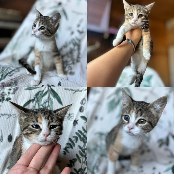 Nobody needs me because I have one missing paw…? - Kittens, cat, In good hands, Help, Kindness, Volunteering, Moscow, Moscow region, Pets, Homeless animals, Cat family, Cat lovers, Vertical video, Video, Longpost