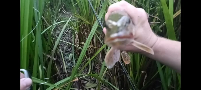 First acquaintance with pike - Fishing, Spinning, Nizhny Novgorod, Oka river, Pike, Video, Longpost