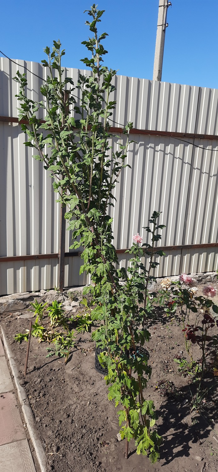 Опыт получен. Повторять не буду