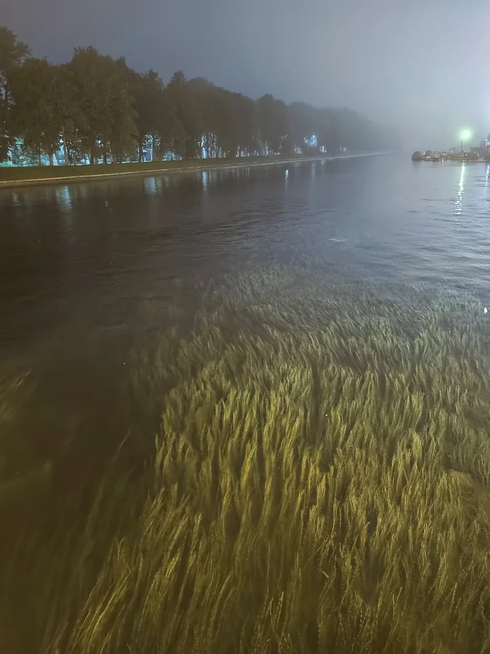 Quiet autumn night - My, Mobile photography, River, Seaweed, Night, Fog, Carp, Autumn, September, Neva, Elagin Island, Saint Petersburg, The park