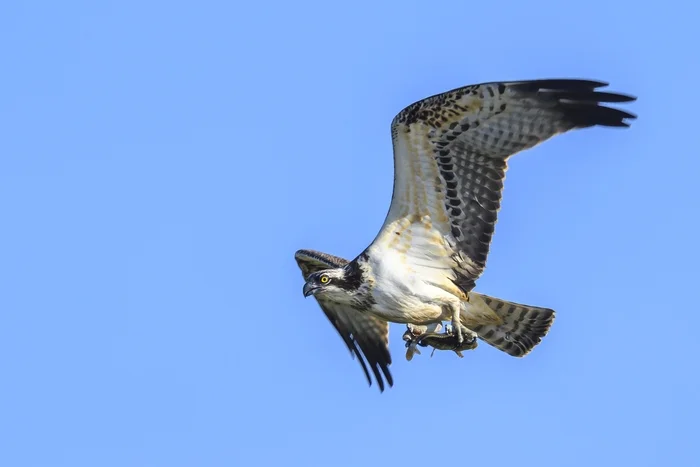 Osprey - My, Photo hunting, The photo, Birds, Ornithology, Wild animals, Longpost