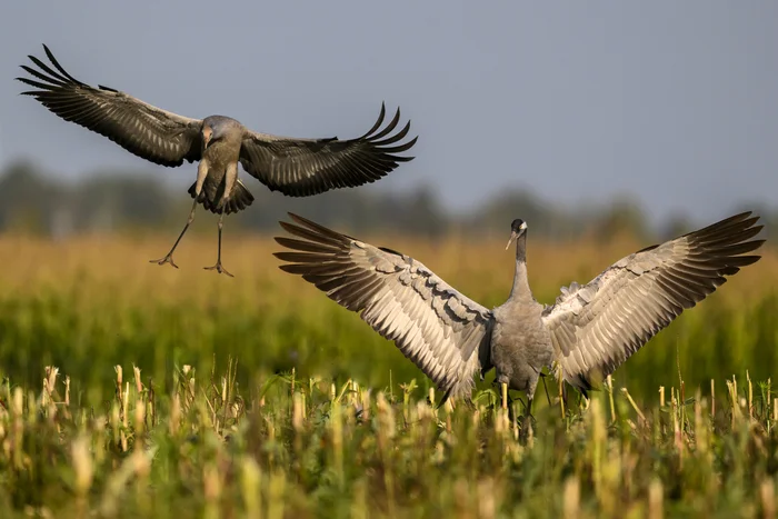 Cranes - My, Photo hunting, The photo, Birds, Ornithology, Longpost