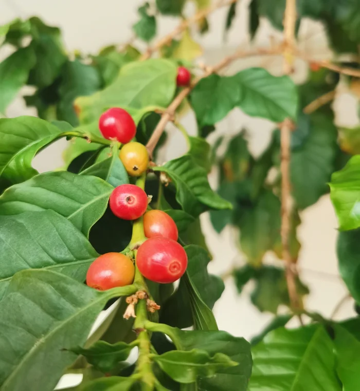 Coffee for the soul - My, Coffee plant, Harvest, Krasnoyarsk region, Coffee, Mobile photography, Plants