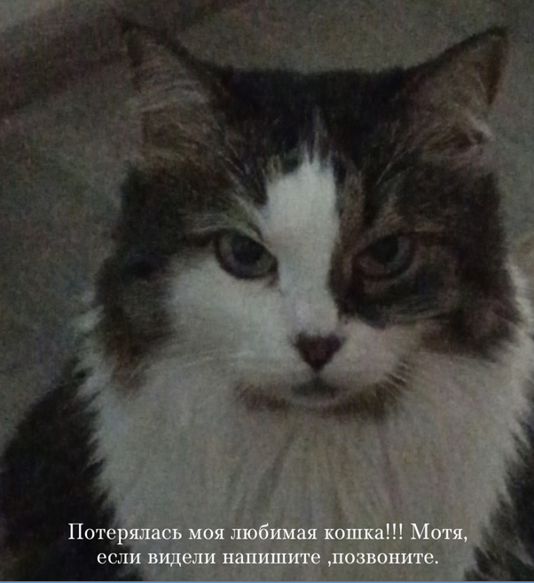 Obninsk. Cat Motya is missing - The strength of the Peekaboo, cat, Lost cat, No rating, Obninsk, VKontakte (link)