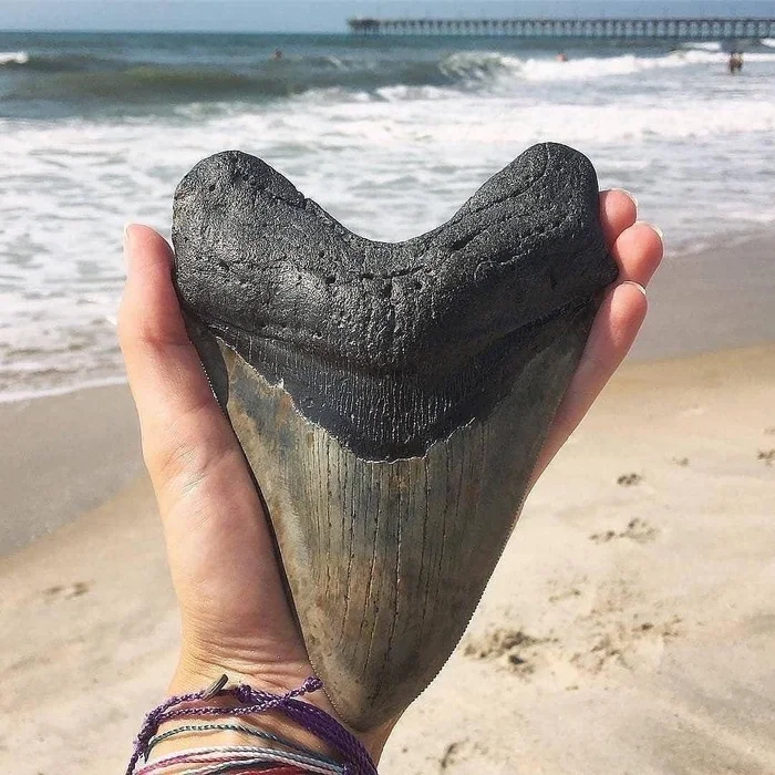 Megalodon tooth - Teeth, Megalodon, Repeat