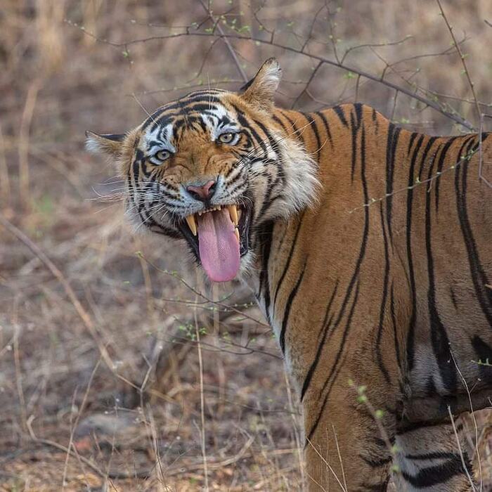 I sensed it - Bengal tiger, Tiger, Big cats, Cat family, Predatory animals, Wild animals, wildlife, National park, India, The photo, Flemen