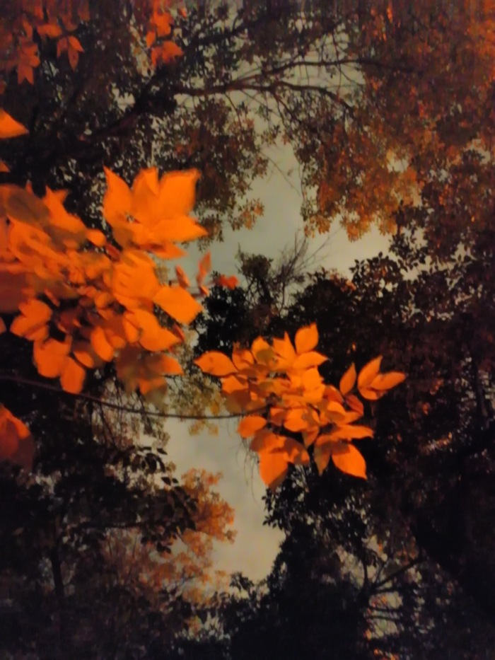 Осень. Вечер