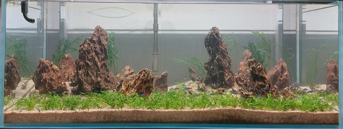 Continuation of the post Pilyu Iwagumi or my underwater rock garden - My, Iwagumi, Aquarium, Longpost, The photo, Aquascape, Hobby, Creation, Reply to post