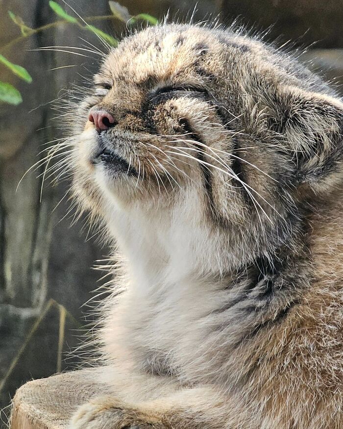 Bright sun - Predatory animals, Wild animals, Cat family, Zoo, Pallas' cat, The photo, Small cats