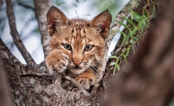 Lynx cub on a tree - Lynx, Lynx, Red Lynx, Small cats, Cat family, Predatory animals, Wild animals, wildlife, North America, The photo, Tree